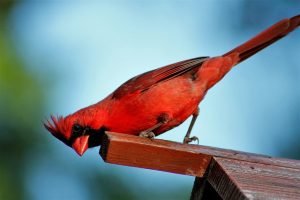 cardinal